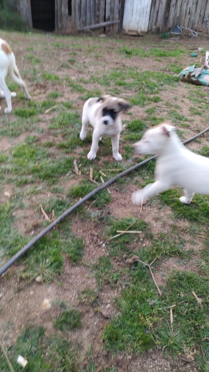 En adopción