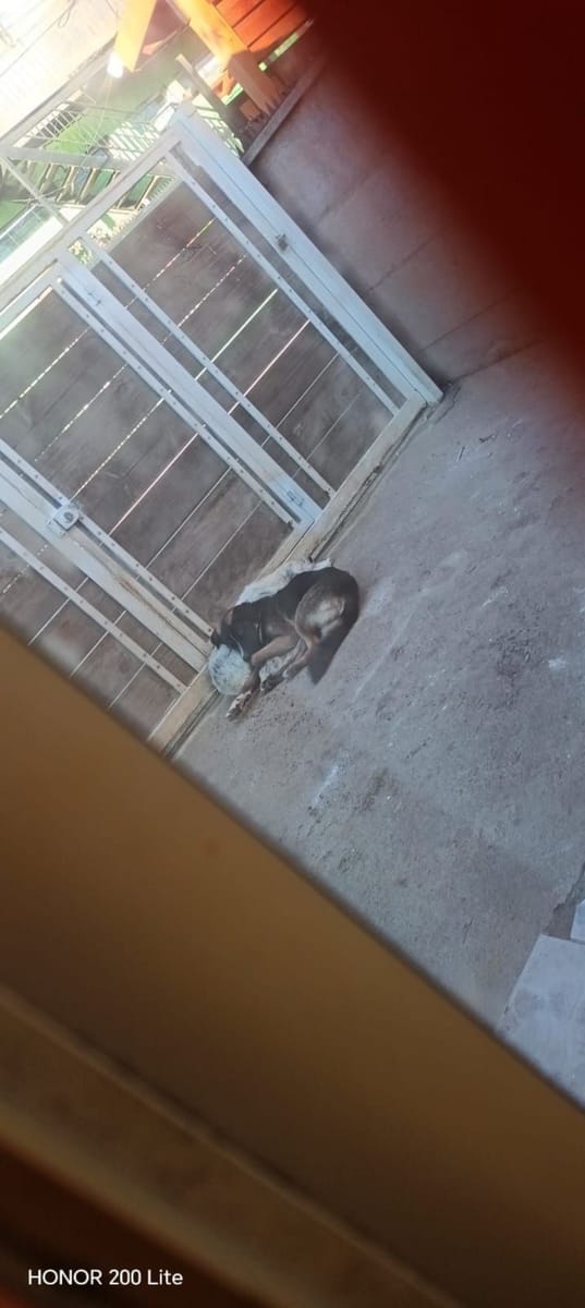 Thor y Oso